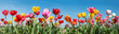colorful tulip field panorama with various types, blue sky
