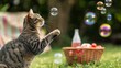 Tabby cat intrigued by floating soap bubbles