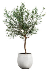 Poster - Olive tree png sticker, houseplant image, transparent background