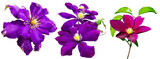 Fototapeta Maki - purple flower of clematis. clematis flower  isolated  on a white background