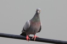 Rock Dove Or Rock Pigeon (Columba Livia) On Wire Looking At Camera