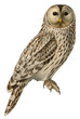 Bird ural owl png hand drawn