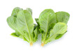 Cos Lettuce isolated on white background.
