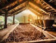 Kakaobohnen zur Schokoladen Herstellung, Kakaobohnen werden getrocknet und geröstet -