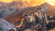 A Family Portrait Of Snow Leopards Basking In The Golden Light Of The Himalayan Sunset