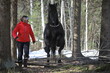 a black shaggy horse jumps over an obstacle behind a girl in the forest