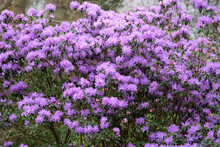 Purple Rhododendron ‘Hydon Amethyst’ In Flower.