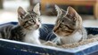 pair of curious cats investigating a new litter box filled with fine sand