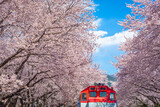 Fototapeta Tulipany - Cherry blossom and train in spring in Korea is the popular cherry blossom viewing spot, jinhae South Korea.