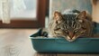 serene scene of a cat peacefully using its litter box, surrounded by tranquility
