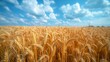 Golden wheat sheaf clear blue sky vibrant and rustic minimal distractions midday light