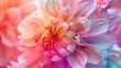 Colorful dahlia flower close up. Floral background.