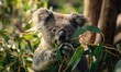 A close-up view of this marsupial munching on its primary food source, eucalyptus leaves. Koala diet