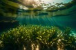 an underwater landscape, showcasing the natural elegance of seagrasses in a sunlit sea.