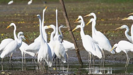 Wall Mural - The great egret catching fish in shallow water from Crna Mlaka