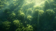 Aerial View of Lush Forest Bathed in Sunlight, Perfect for Eco-Tourism and Nature Backgrounds