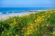 Wildflowers blossom on the coast of santa monica beach in california. 