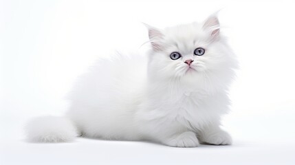 white cat on a white background