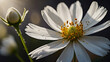 White summer flower
