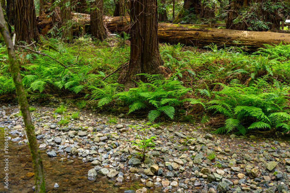 Large coastal redwood forest with rivers, ferns, and moss at Muir Woods ...