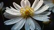White summer flower
