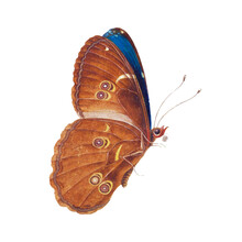 Brown Butterfly Vintage Illustration Transparent Png