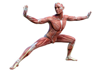 3D Rendering Male Anatomy Figure on White