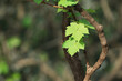 grape leaves on vine trunk in the vineyard
