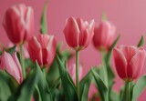 Fototapeta Tulipany - Delicate Pink Tulips Flat Lay Banner for Mother's Day