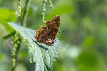 Wall Mural - a butterfly on leaf