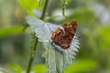 Poster - a butterfly on leaf