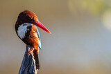 Fototapeta  - The white-throated kingfisher (Halcyon smyrnensis) in Keoladeo national park (bharatpur bird sanctuary) Rajasthan, India