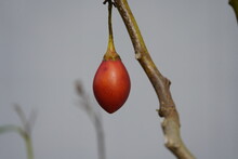 
The Tamarillo (Solanum Betaceum) Is A Small Tree Or Shrub In The Flowering Plant Family Solanaceae (the Nightshade Family). Hanover, Germany.