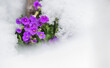 close up of fresh purple flowers blooming in a spring snow covered a garden