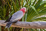 Fototapeta Sawanna - A galah cockatoo, Eolophus roseicapilla, also known as the pink and grey or rose-breasted cockatoo. A parrot endemic to Australia.