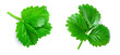 Fresh strawberry leaves collection and creative layout isolated  on white background. Green wet strawberry leaf Top view, flat lay, design element.