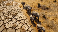 Elephants Walking In A Single File Line Through A Dry, Cracked Earth Riverbed.