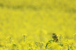 A yellow hammer bird Emberiza citrinella perched in an oil seed rape field of bright yellow flowers 