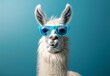lama with blue sunglasses on a solid background