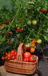 basket with Fresh red ripe tomatoes in greenhouse, natural background. Fresh picking tomatoes. gardening vegetable harvest season. cultivation of useful healthy Organic vegetables.