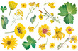 Blooming yellow flowers png hand drawn illustration set