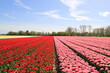 a beautiful tulip field with pink and red tulips in the dutch countryside in springtime