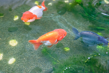 Wall Mural - Goldfish in aquarium fish pond close up