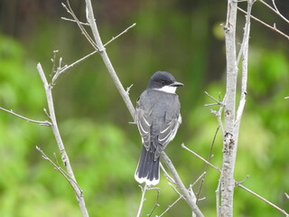 Wall Mural - Eastern kingbird perched on branch at the Bombay Hook National Wildlife Refuge, Kent County, Delaware.