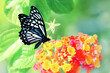 Tropical butterfly and yellow-red flowers