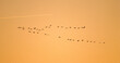 coucher de soleil,  Grue cendrée,.Grus grus, Common Crane, lac du Parc naturel régional de la forét d'Orient, 10, Aube, région Champagne Ardenne; France