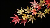 Fototapeta  - Wallpaper Beautiful branch with colorful Japanese maple leaves, isolated on a black background