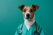 Anthropomorphic jack Russell terrier as a professional veterinarian doctor wearing teal scrubs and stethoscope. Providing heartwarming pet care in a whimsical and creative costume