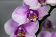 Orchidea in macro