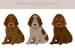 Bohemian wirehaired Pointing Griffon puppy clipart. Different coat colors and poses set